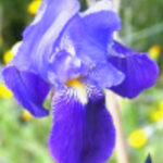 Iris123