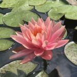 Melavvelenata